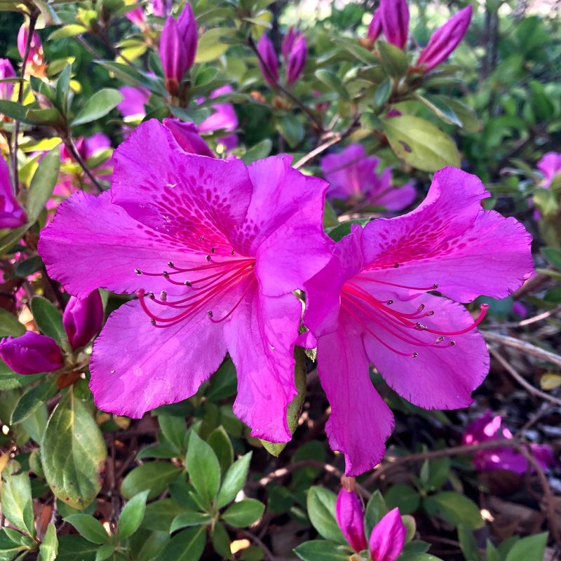 Azalea Magenta