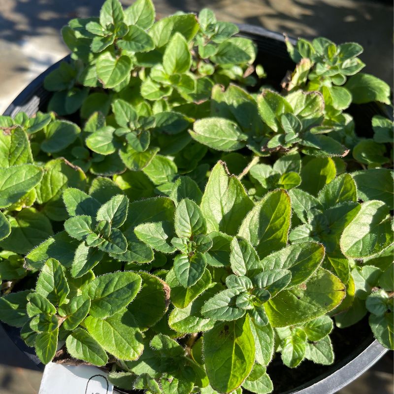 Herb - Oregano