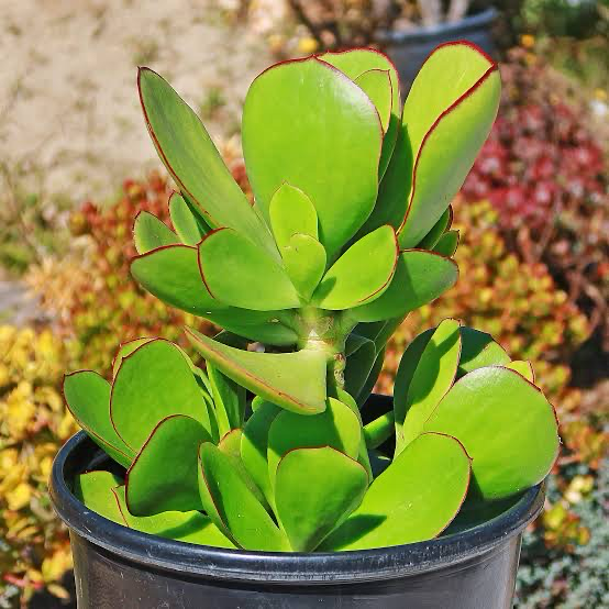 Cotyledon Silver Pads