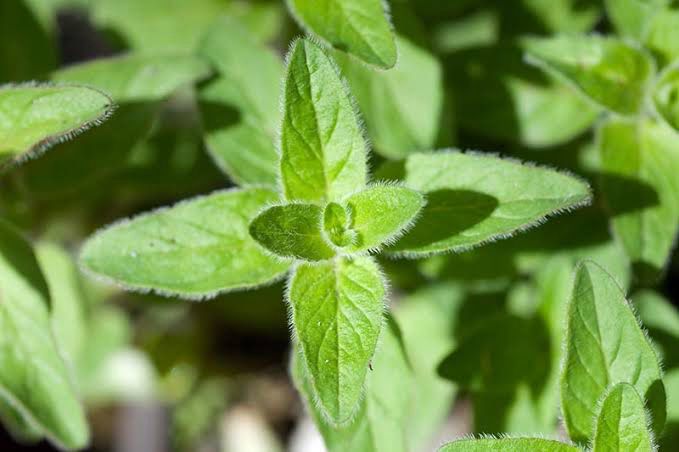 Herb - Oreganum Greek