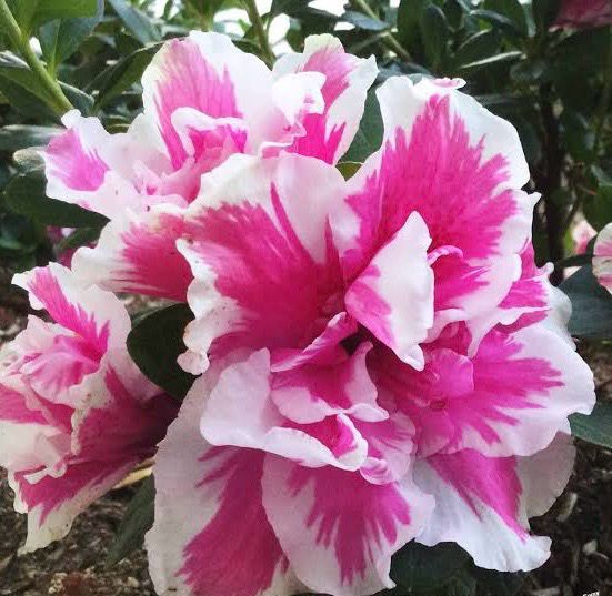 Azalea Indica Inga
