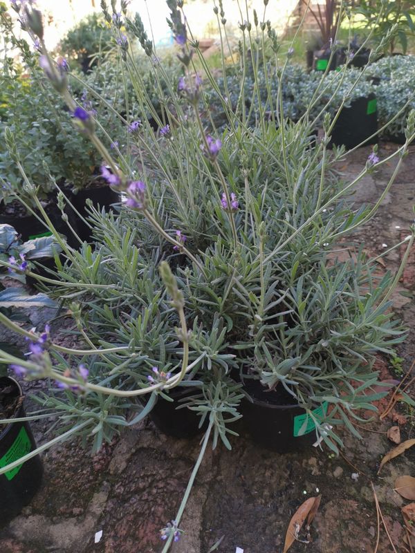 Lavandula Angustifolia Margaret Roberts