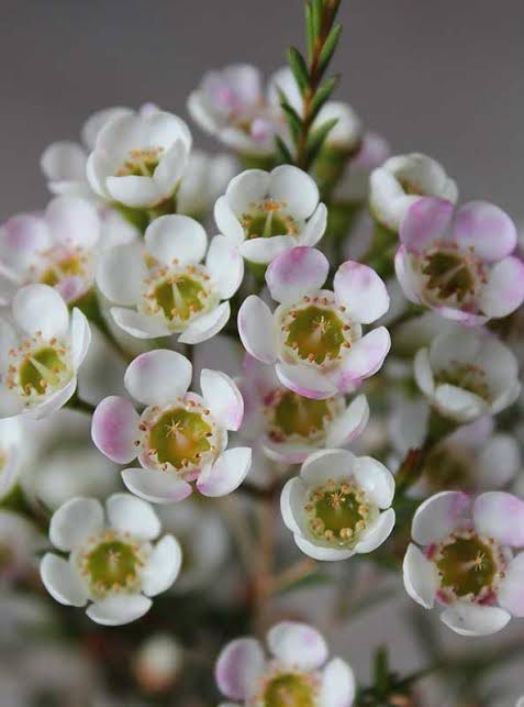 Chamelaucium Morning Delight
