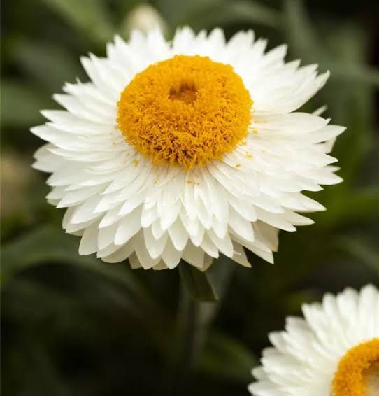 Bracteantha Sunbrella White