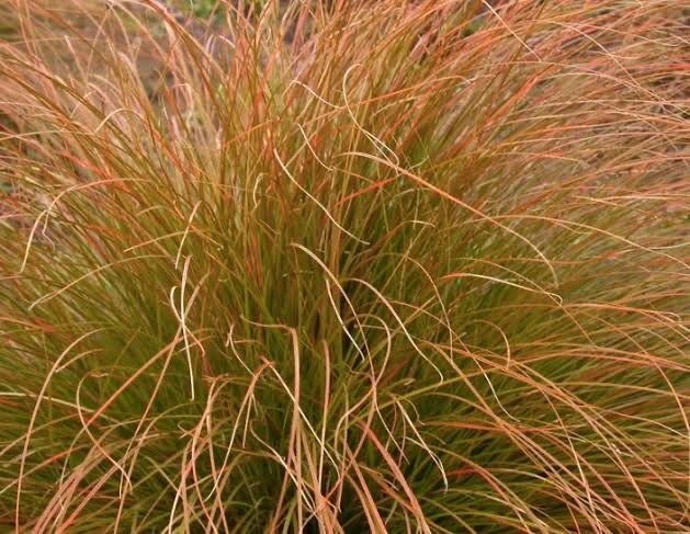 Carex Testacea