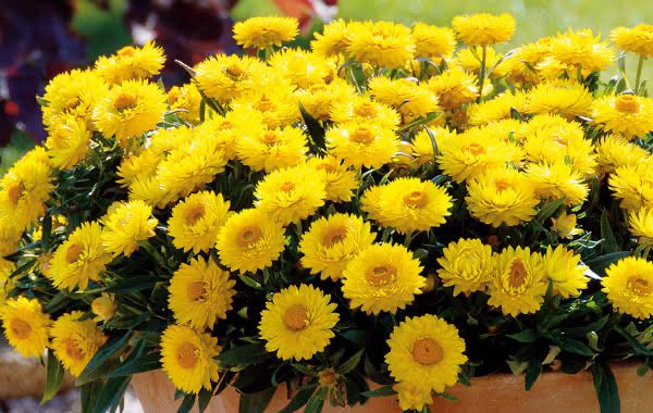 Bracteantha Sunbrella Yellow