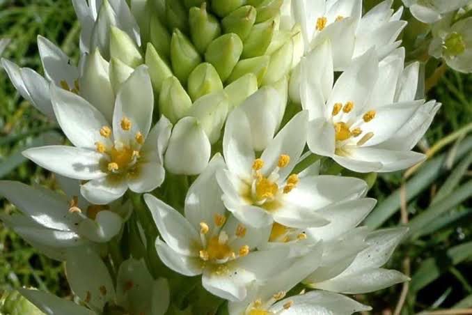 Ornithogalum Thyrsoides