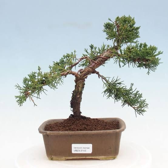 Juniperus Chinensis Alba Maculata