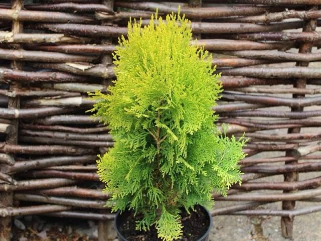 Platycladus orient. &#39;Golden Rocket&#39;