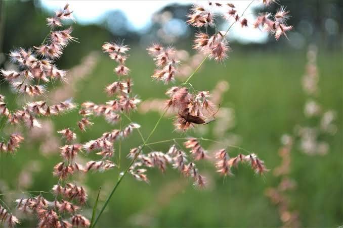 Melinis Repens