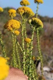 Athanasia Dentata