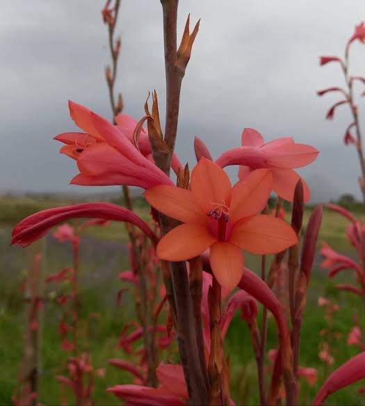 Watsonia Cream