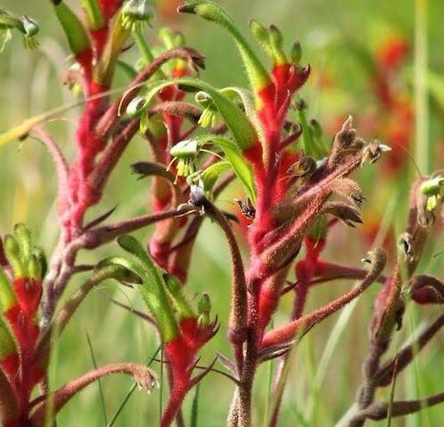Anigozanthos Miniature