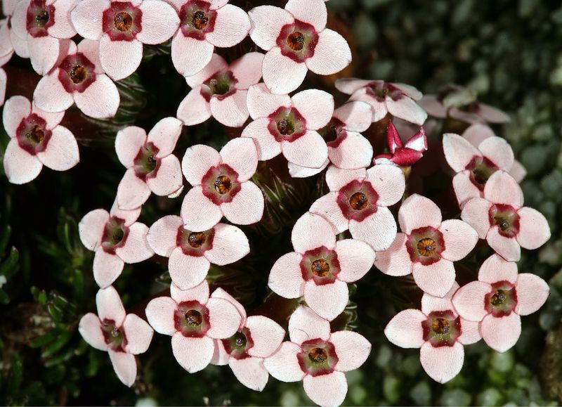 Erica Fastigiata