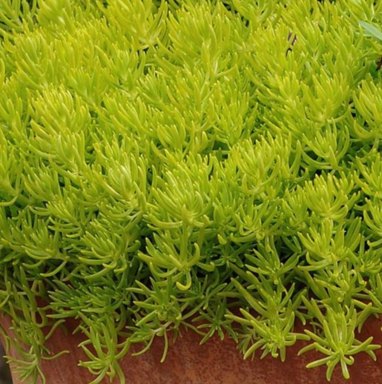 Sedum rupestre lemon ball
