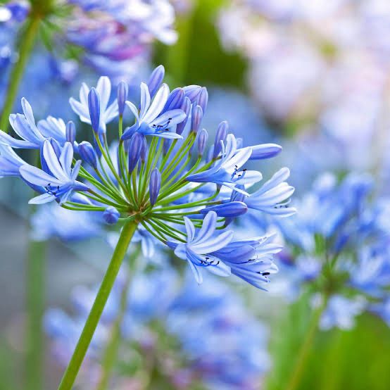 Agapanthus Africanus Tinkerbell