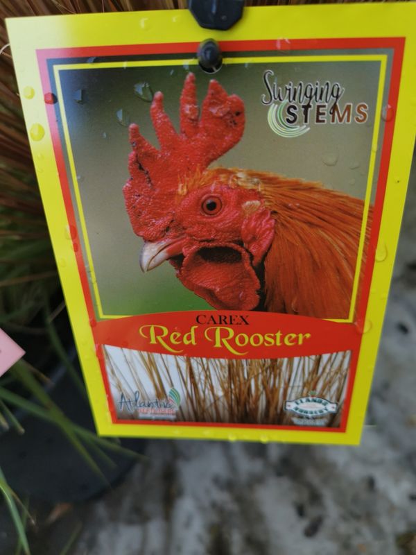 Carex Buchananii Red Rooster 20cm