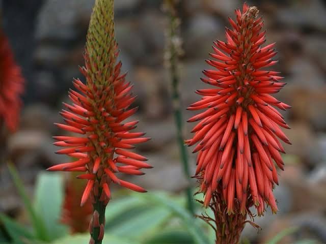 Aloidendron arborescens Mr Winter - Red