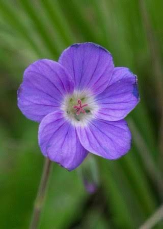 Geranium Drakensbergensis