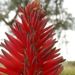 Aloidendron arborescens Mr Winter - Red