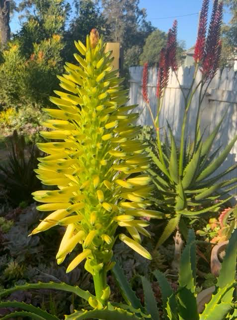 Aloidendron arborescens Mr Le Roux - Yellow