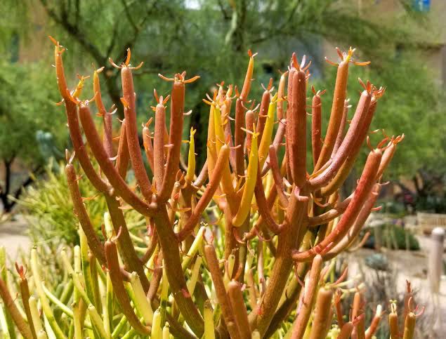 Euphorbia Tirucalli Rosea