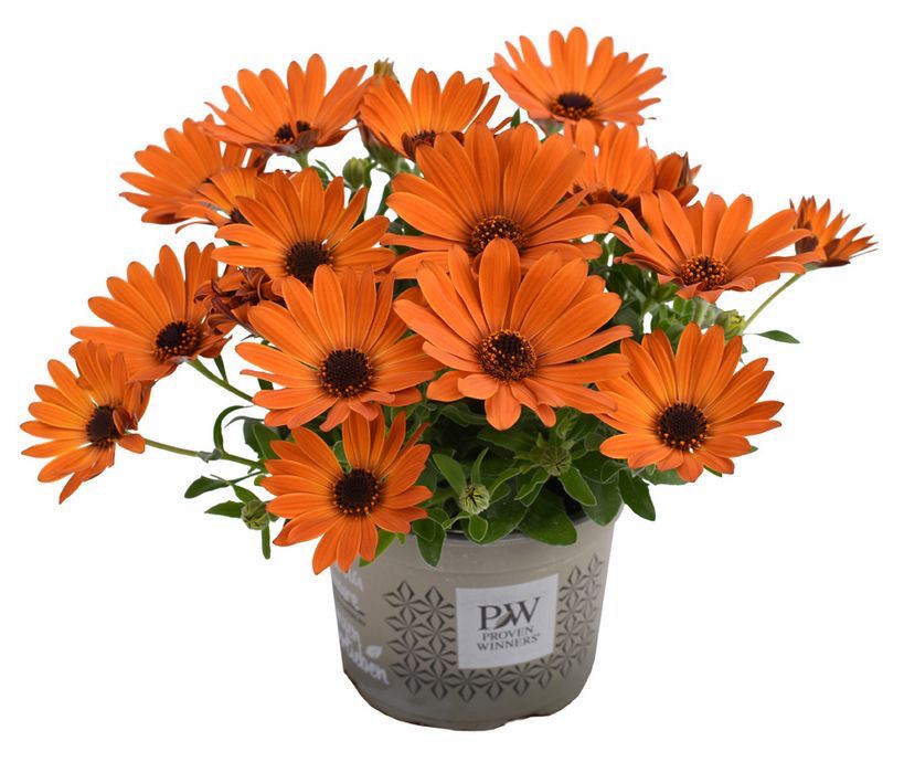 Osteospermum Springstar Orange