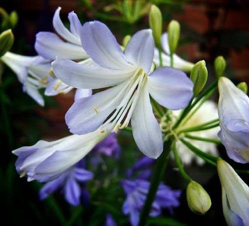 Agapanthus Silver Baby