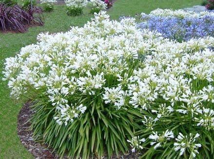 Agapanthus Snow Storm
