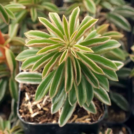 Peperomia Asperula