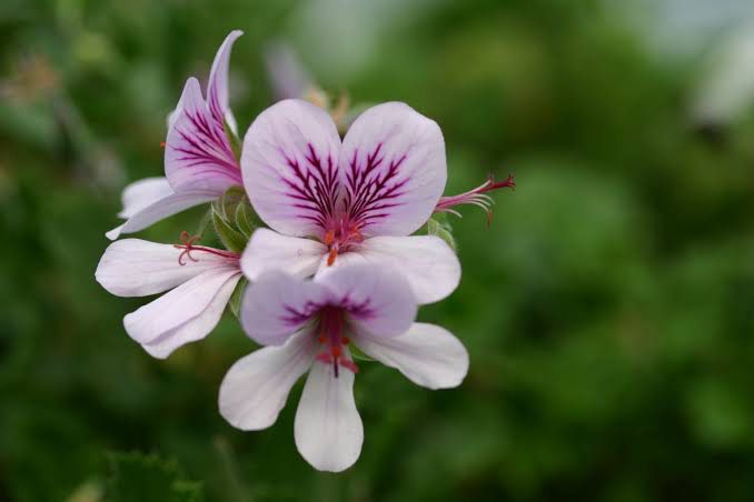Pelargonium Betulinum