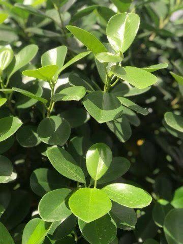 Ficus Microcarpa Standard