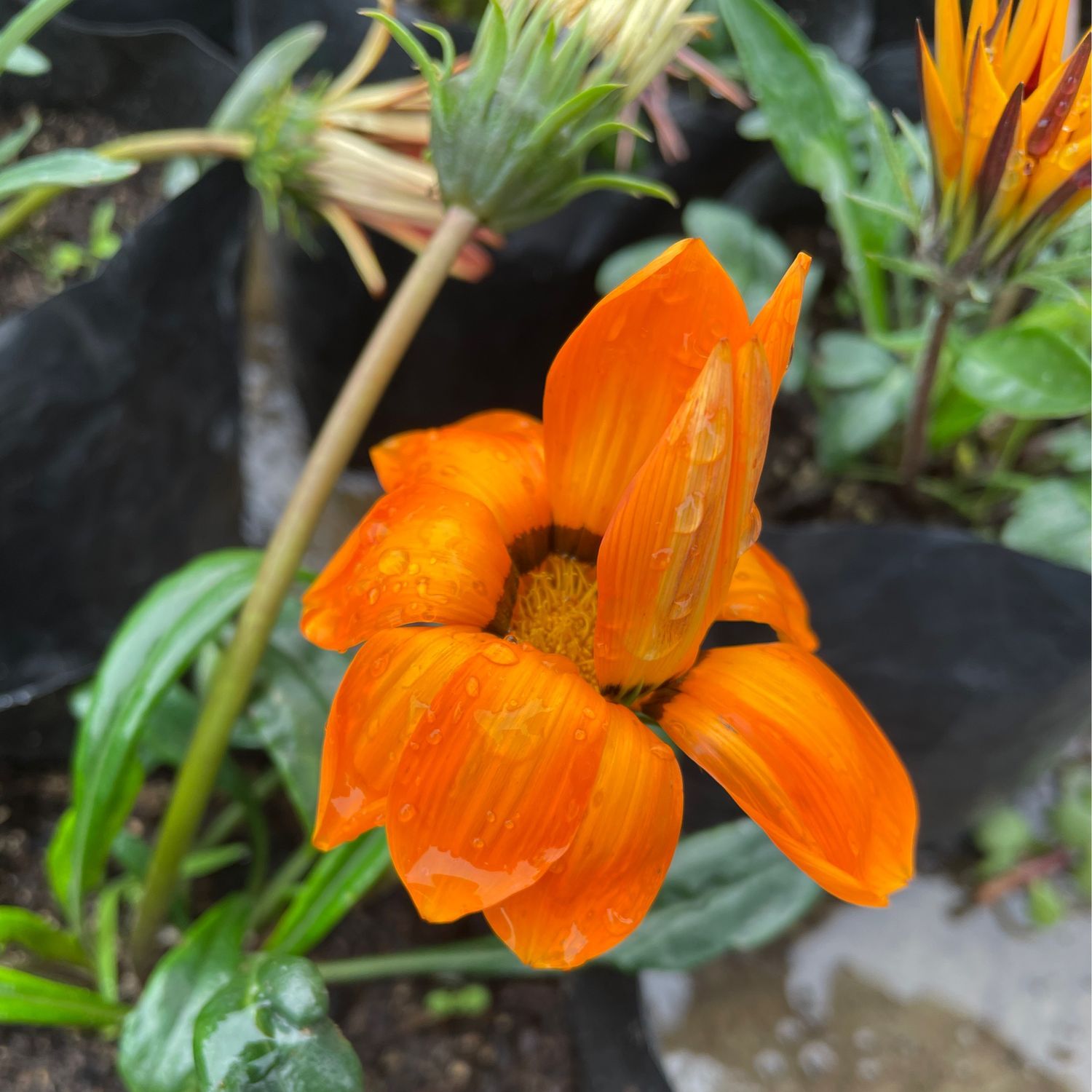 Gazania Assorted
