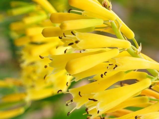 Kniphofia Pauciflora