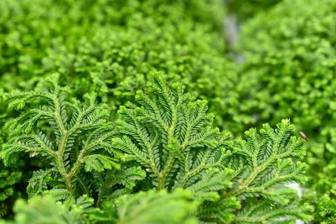 Selaginella Kraussiana