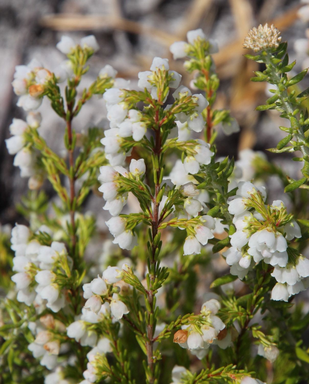 Erica Subdivaricata