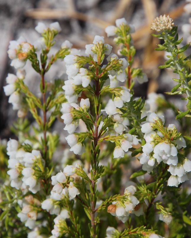 Erica Subdivaricata