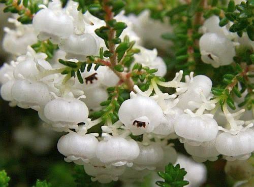 Erica Formosa