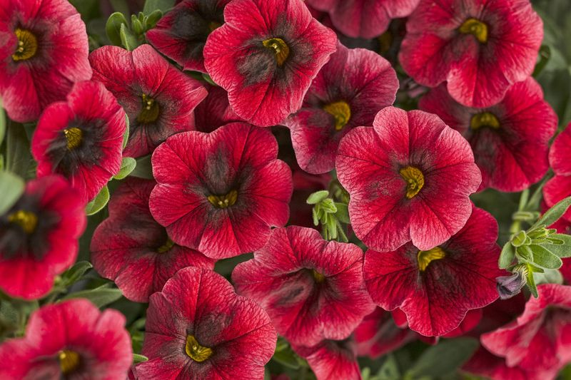 Calibrachoa