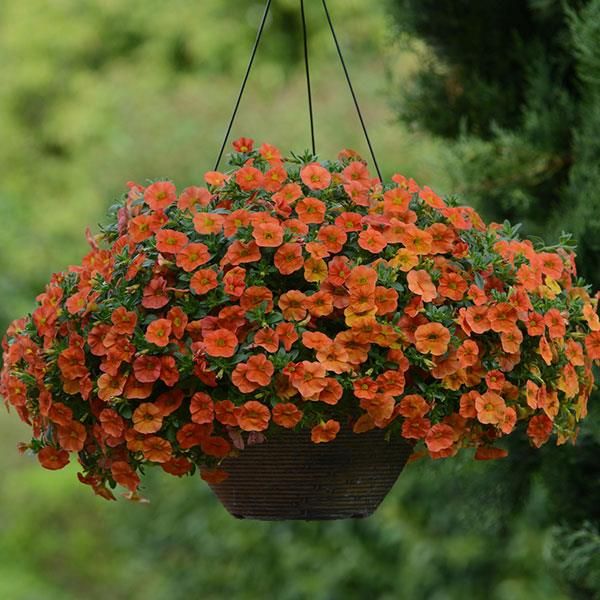 Calibrachoa