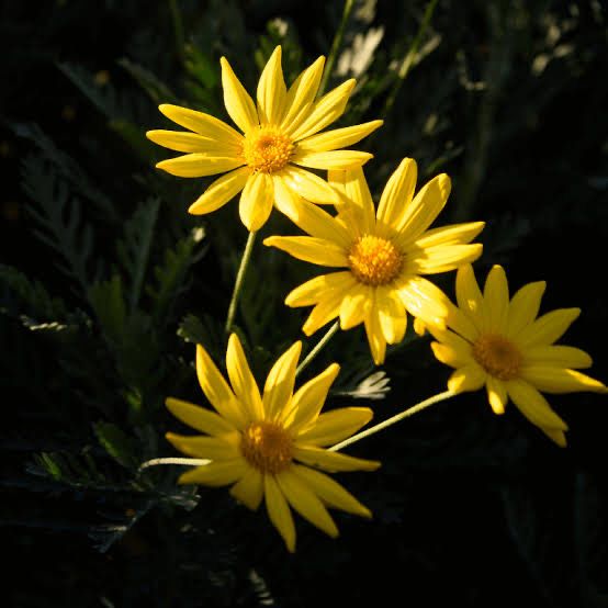 Euryops Pectinatus