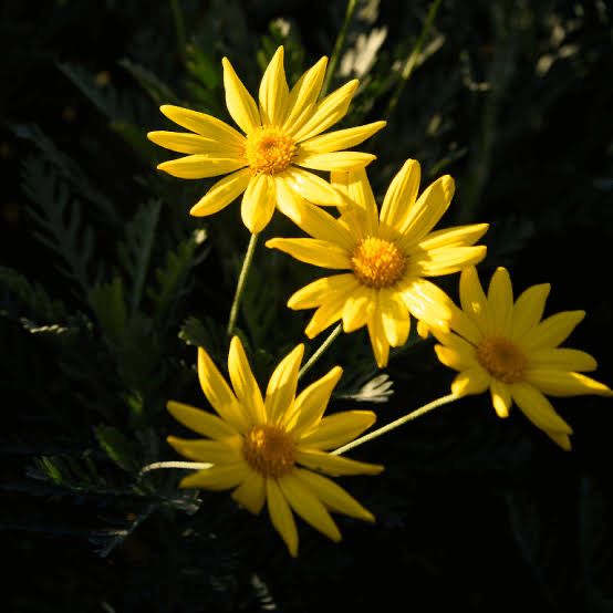 Euryops Pectinatus