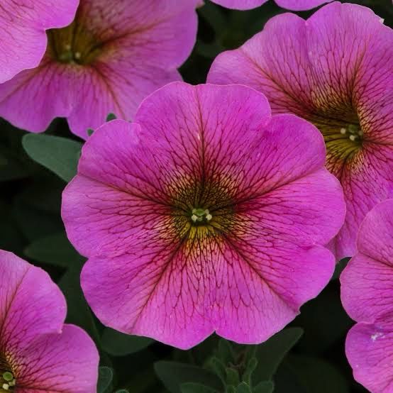 Petunia Beautical Sunray Pink