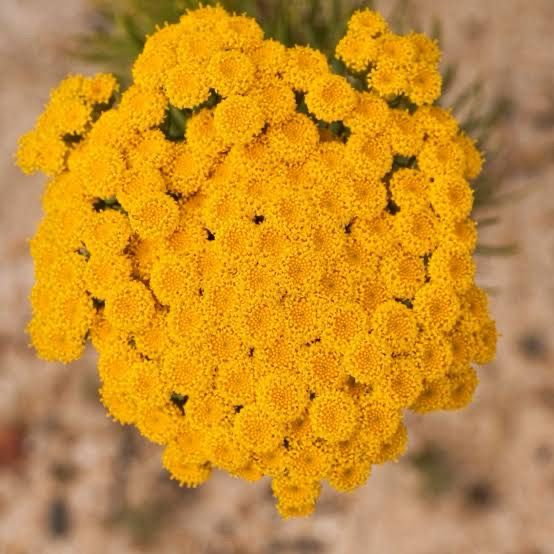 Athanasia Crithmifolia
