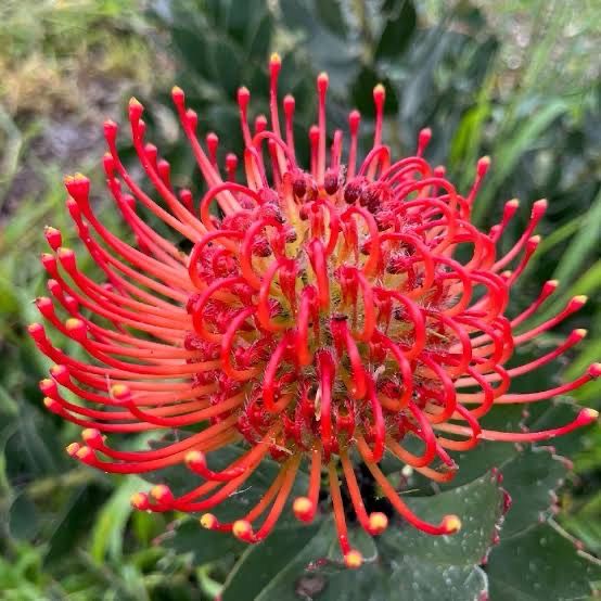 Leucospermum Red Phantom