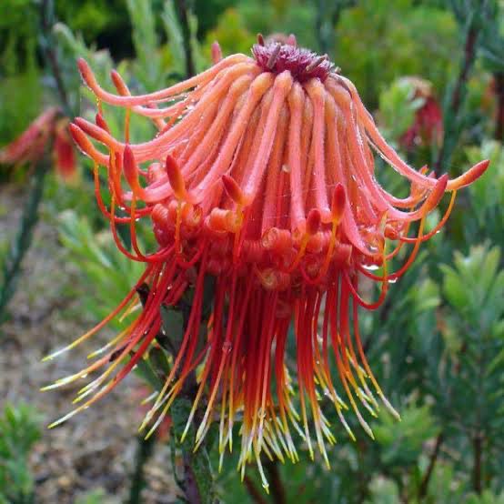 Leucospermum Red Rocket