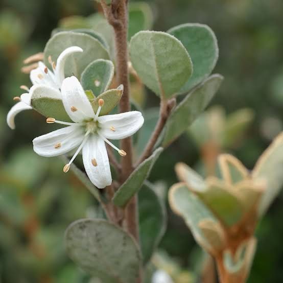 Correa Alba