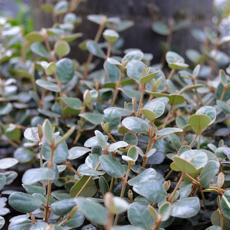 Correa Alba