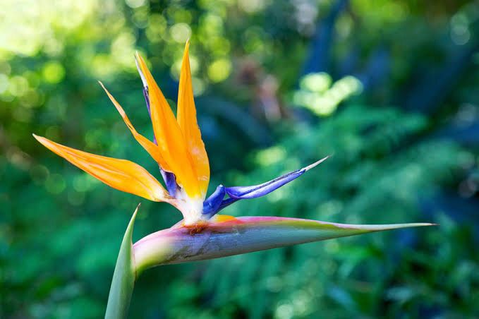 Strelitzia Mandelas Gold