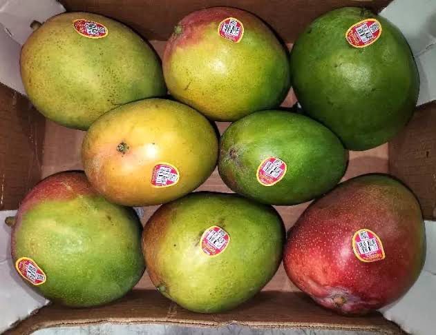 Mango Kent